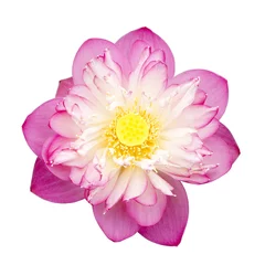 Photo sur Plexiglas fleur de lotus lotus on isolate white background.
