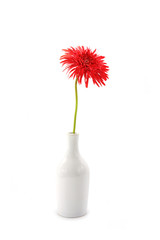 Gerbera daisy flower on white background.