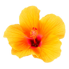 Chinese rose, Orange Hibiscus flower on white background. (Hibis