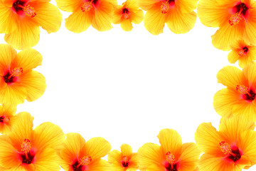 Chinese rose, Orange Hibiscus flower on white background. (Hibis