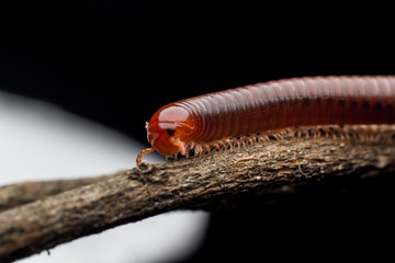 close up of the millipede walking