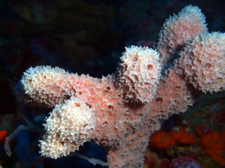 Demosponge, Island Bali