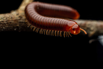 close up of the millipede walking