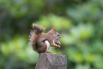 Naklejka na ściany i meble Very Cute Squirrel Having a Snack