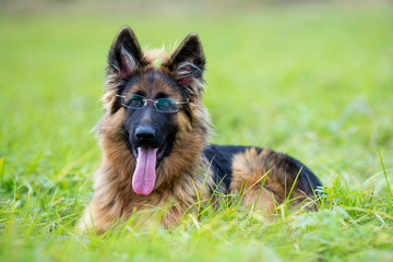 Young dog german shepherd on the grass. Funny puppy weared