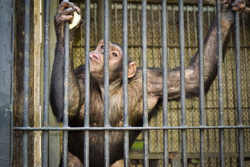 Chimpanzees in a cage in Kiev Zoo