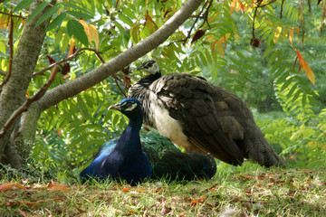 Fototapeta premium peacocks