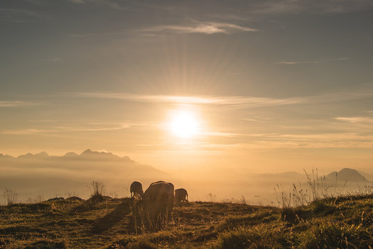 Sheeps enjoying beautiful sunset in the mountains in Slovenia.