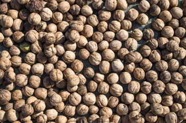 Heap of whole freshly picked walnuts