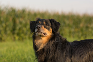 Dog looks attentively