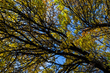 Bright Yellow Leaves in Autumn