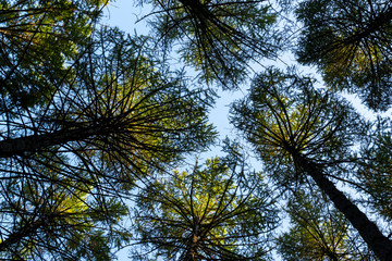 Looking up Through Pine Trees