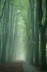 Woman cycling through a foggy lane of tree's on an autumn morning. Focus on streetlight.