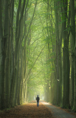 Fototapeta premium Man alone walking in a foggy lane of trees during a nice, autumn sunrise.
