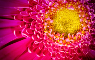 Macro Close-up of a Pink Chrysanthemum Flower