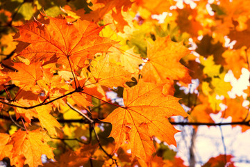 Naklejka na ściany i meble Orange Autumnal Leaves on a Tree