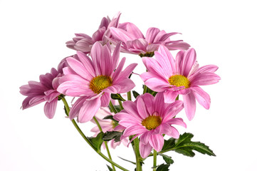 Obraz premium Pink beautiful chrysanthemum isolated on white
