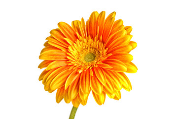 Orange gerbera daisy flower isolated on a white background. Copy