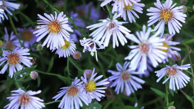 Aster dumosus Blue Berd