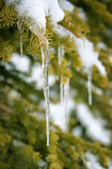 Close up of an icicle hanging on a snowy pine tree branch in winter