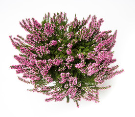 white, heather, isolated, autumn, pot, flower, pink, decorative, plant, background