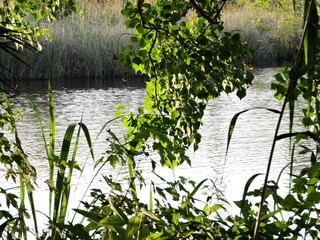 Water Through Braches