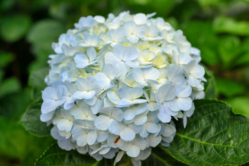 Blue Hydrangea flower with Green Leaves