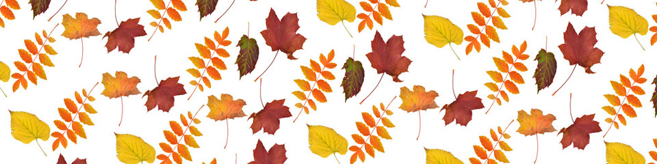 blätter im herbst, goldener herbst, laub