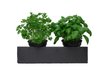 Fototapeta premium parsley, basil and a shale stone sign