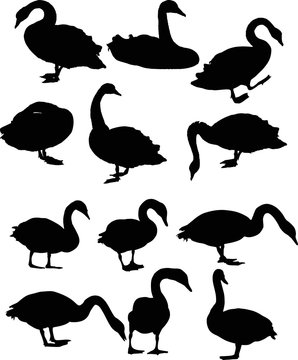 twelve swans isolated on white