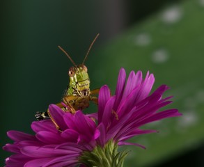 Cavalletta americana su corolla di settembrino lillaantenne, cavalletta, americana, cavalletta americana, fiore, lilla, rosso,  settembrino, insetto, locusta