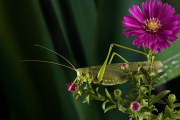 Cavalletta verde, Tettigonia viridissima, su fiore settembrino