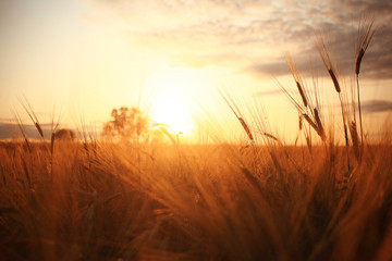 Fototapeta Sunset in Europe in a wheat field obraz