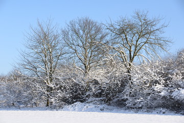 Sträucher im Winter
