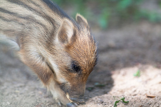 Marcassin, jeune sanglier en gros plan