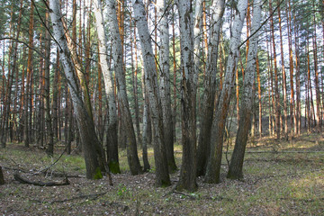 Group of aspen on a background of pine forest