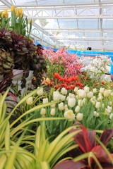 Fototapeta premium Tulip at Thailand