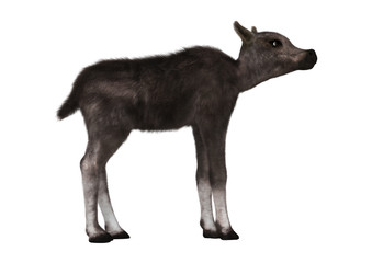 Caribou Calf