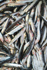 Obraz premium Plenty of fresh fish on the market.