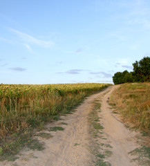 Rural road near a field with sunflowers. Landscape.