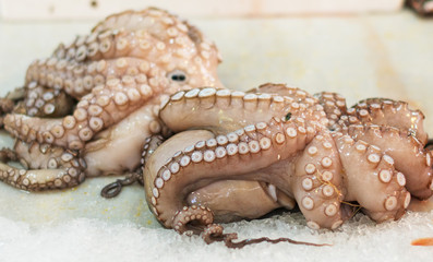 Two fresh octopuses on the market.