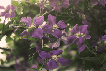 purple clematis flowers, outdoor shot