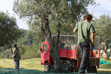 Olive harvest