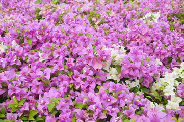 Fototapeta premium Pink and white Bougainvillea Flower or paper flower Background.