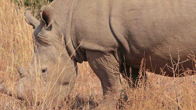 Rhino grazing in south africa