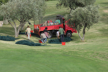 Fototapeta premium Olive harvest