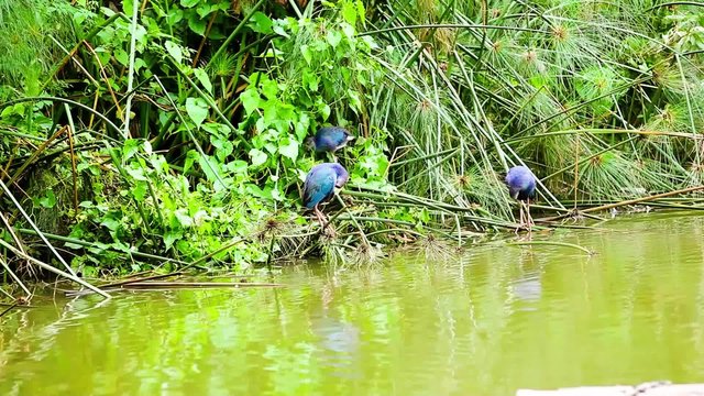 Purple swamphen