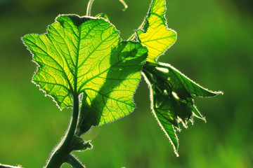 green shoots and flowers of pumpkin