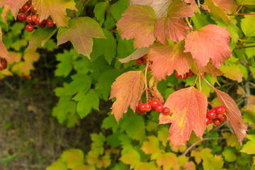 Bunches of viburnum
