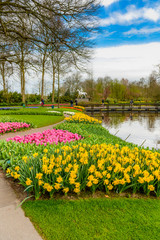 Obraz premium Amsterdam flowers